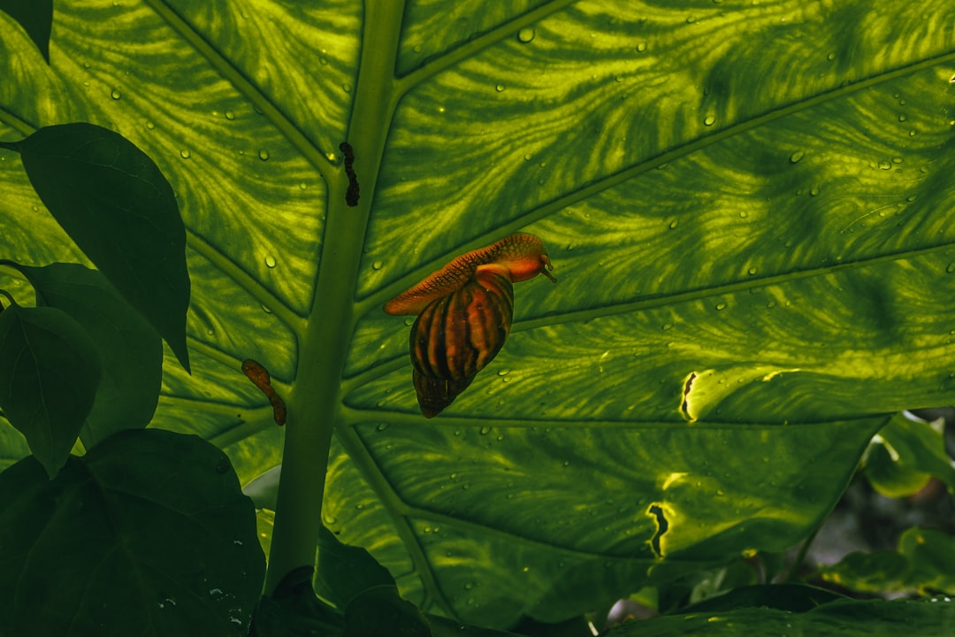 Amazon Leaves and Memory Lines: Abel Rodríguez’s Rainforest Never Left the Page