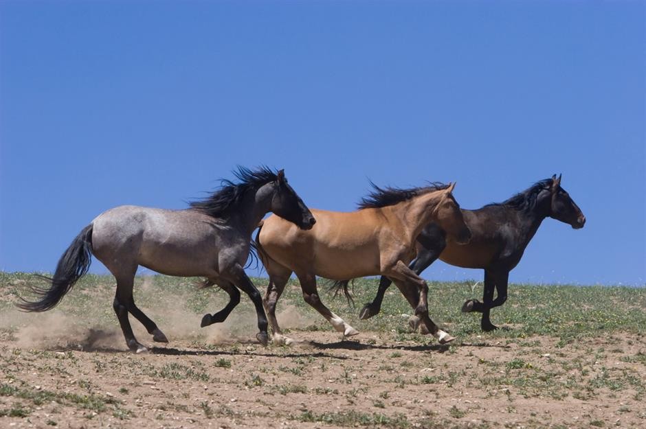 Those “wild mustangs” are literally just feral pets