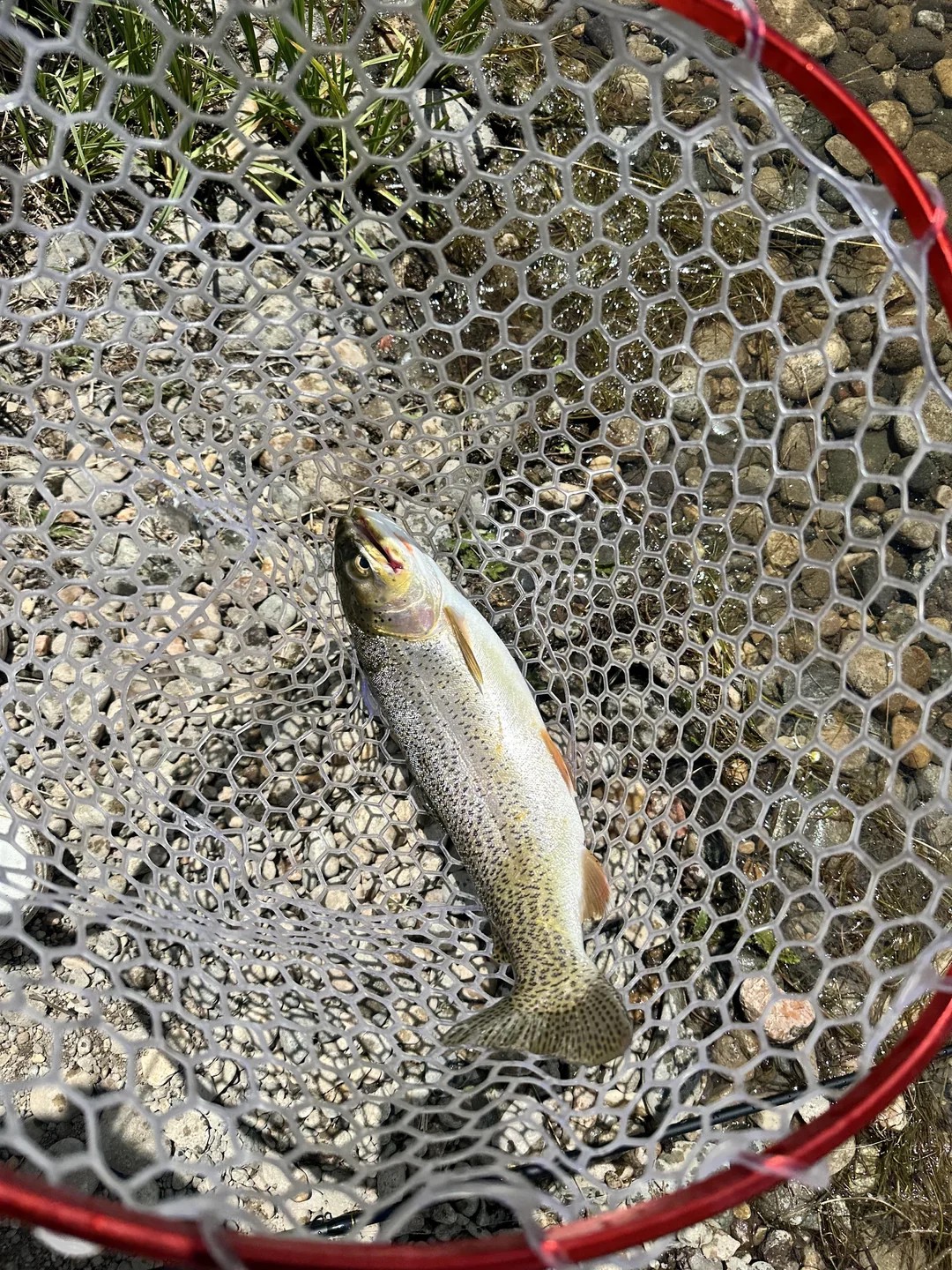 First time catching trout - they died so fast! 😭