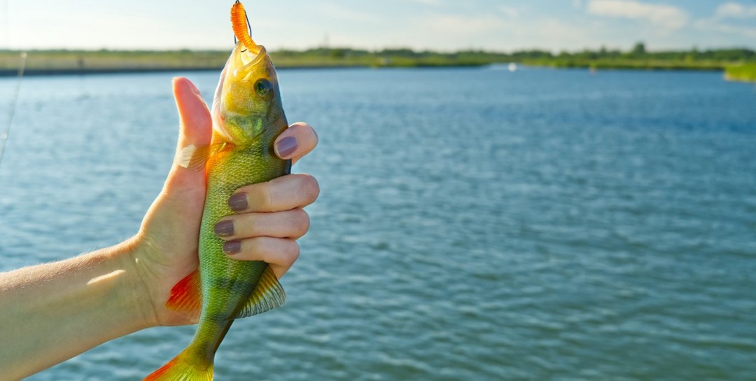 Is bass baiting legal in the US?