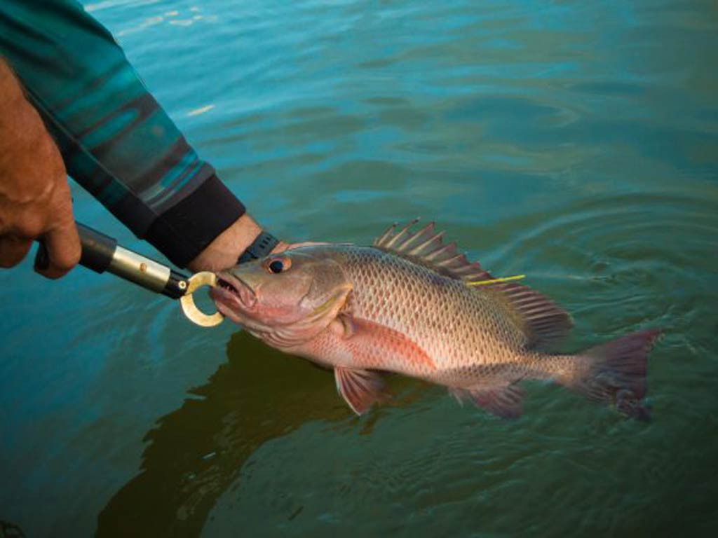 Why do some anglers catch & release?