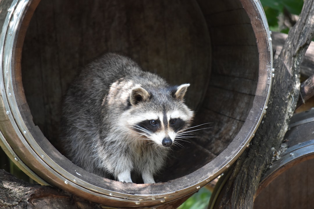 First time trapping raccoons - here's what worked! ✅