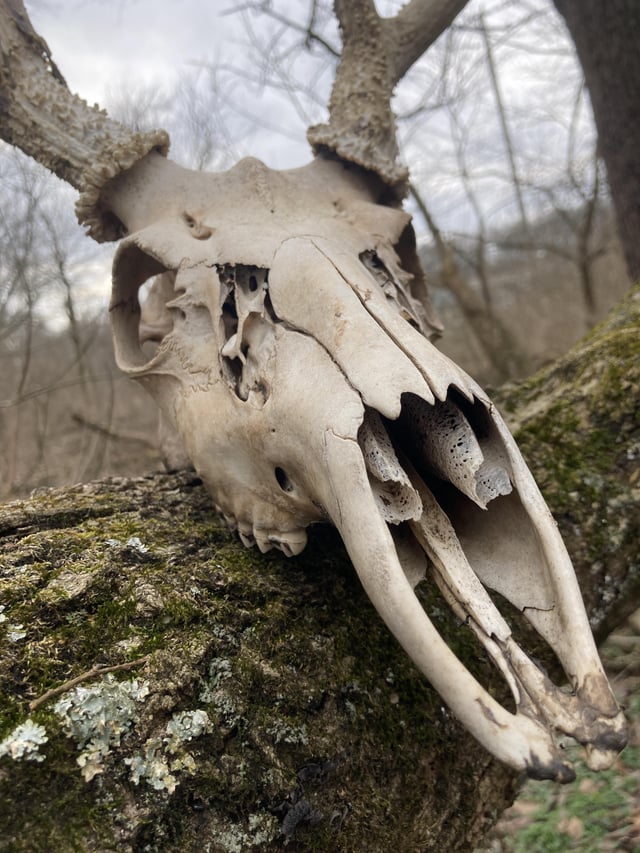 Found a skull in the woods - can I keep it? 