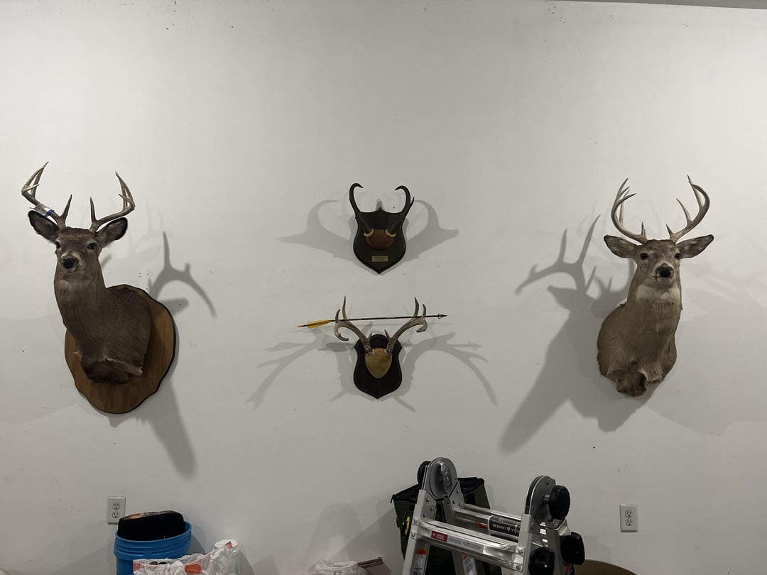 Why do hunters keep taxidermy mounts?