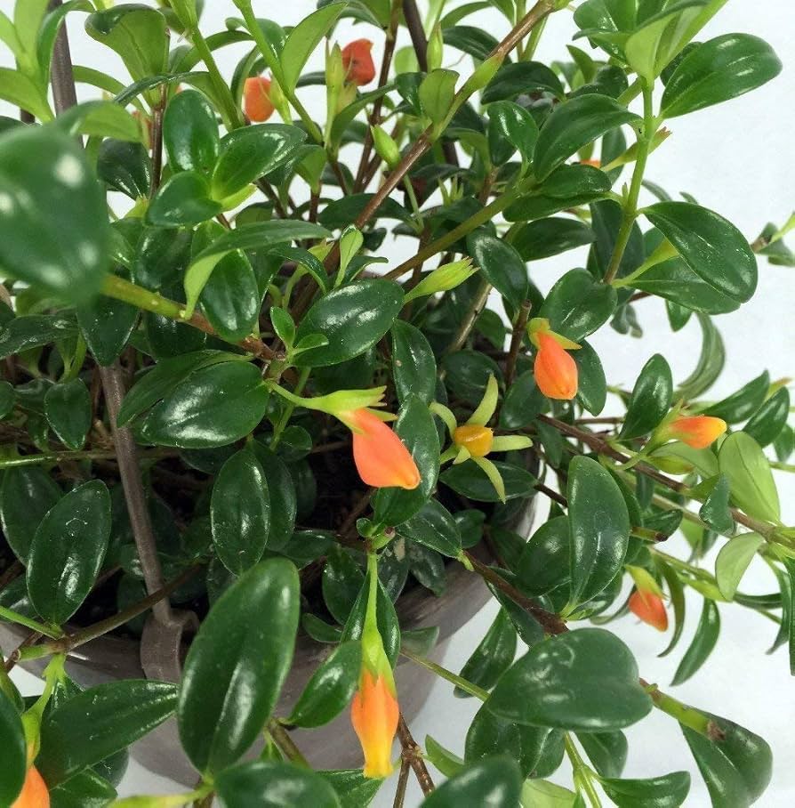 goldfish plants: old memories vs. new ways to grow