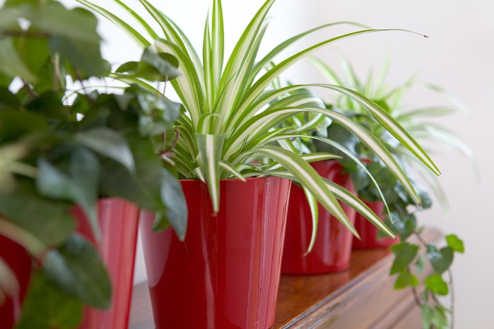pruning spider plants: old wisdom meets new challenges