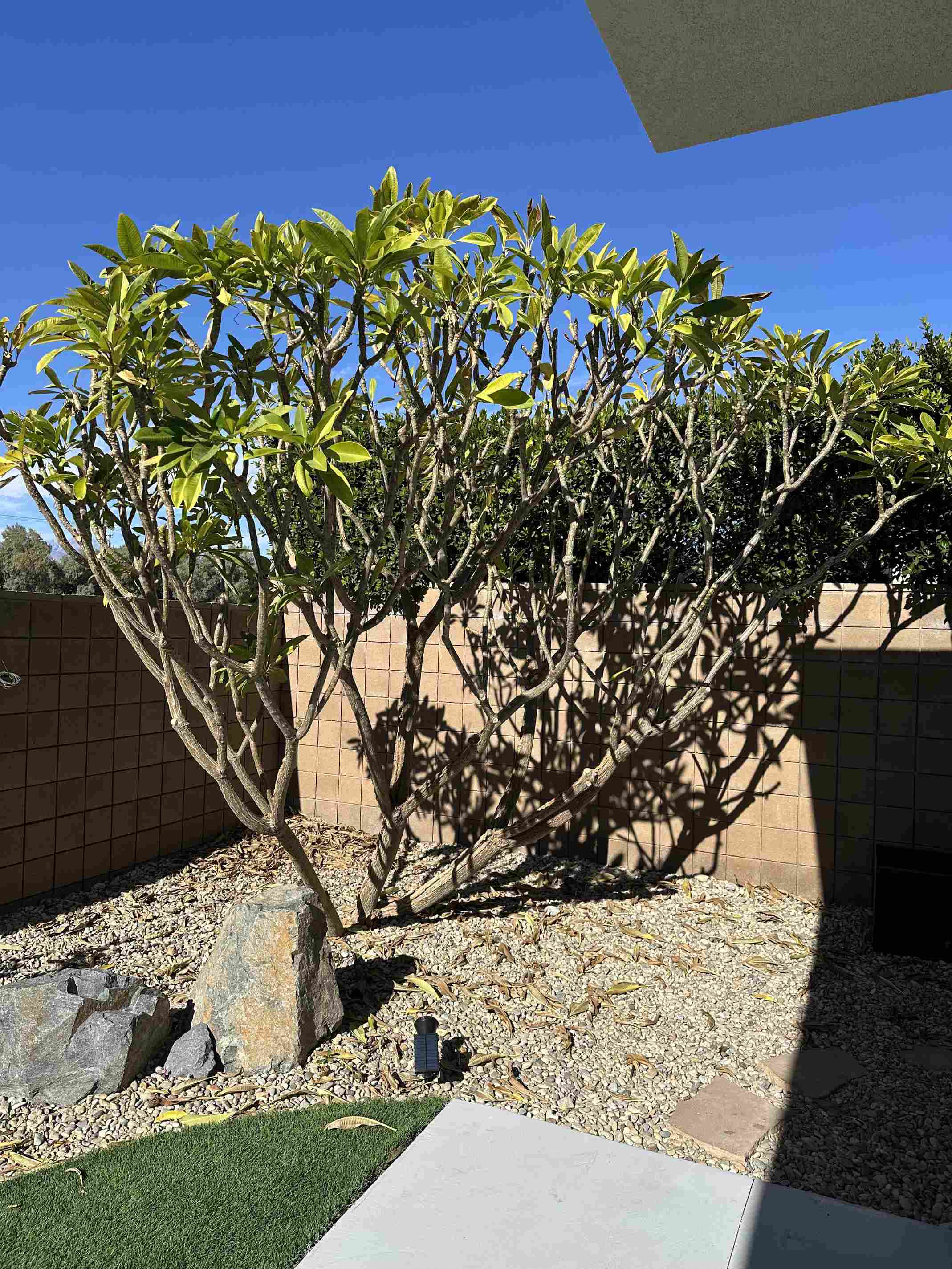 pruning plumeria: old traditions meet new gardening debates