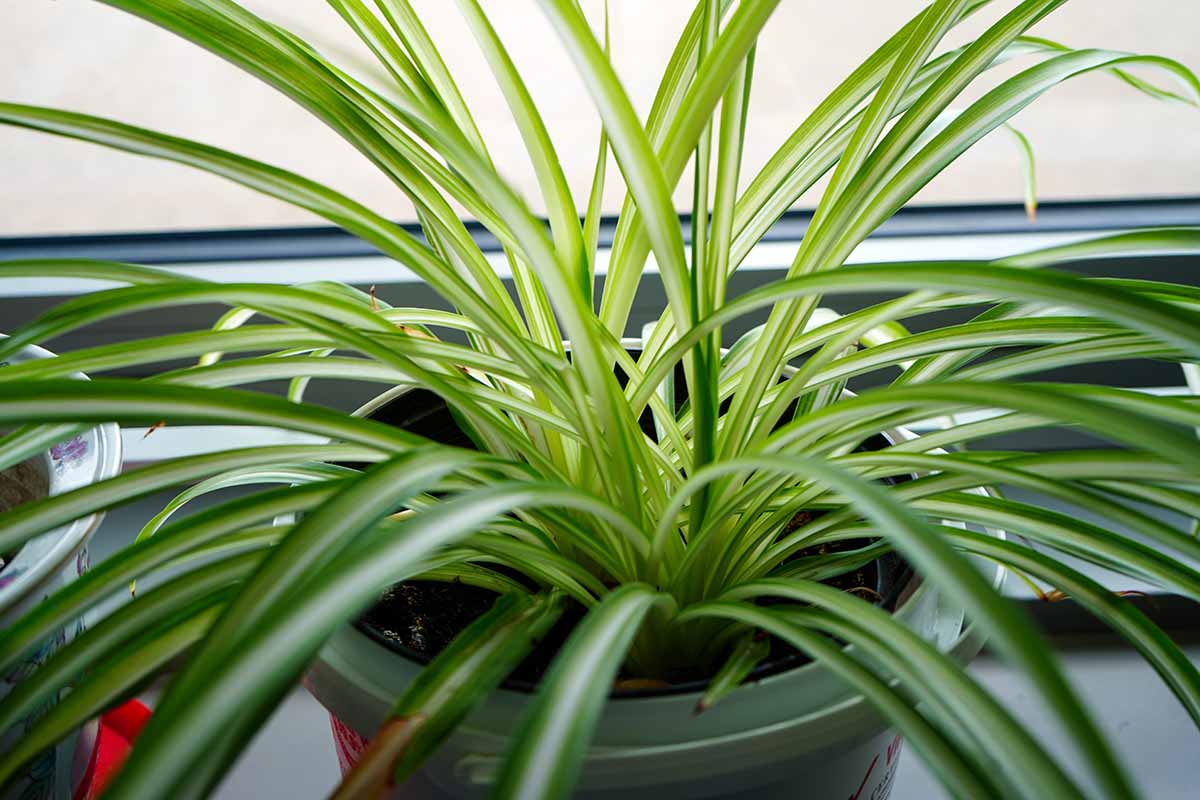 dividing spider plants: old wisdom meets new trends