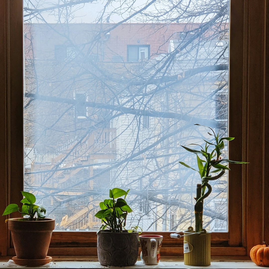 air plants: old wisdom meets new indoor beauty