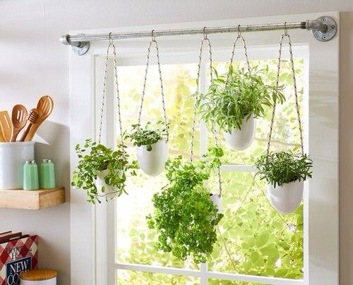 hanging plants at home: old ways vs. new tricks