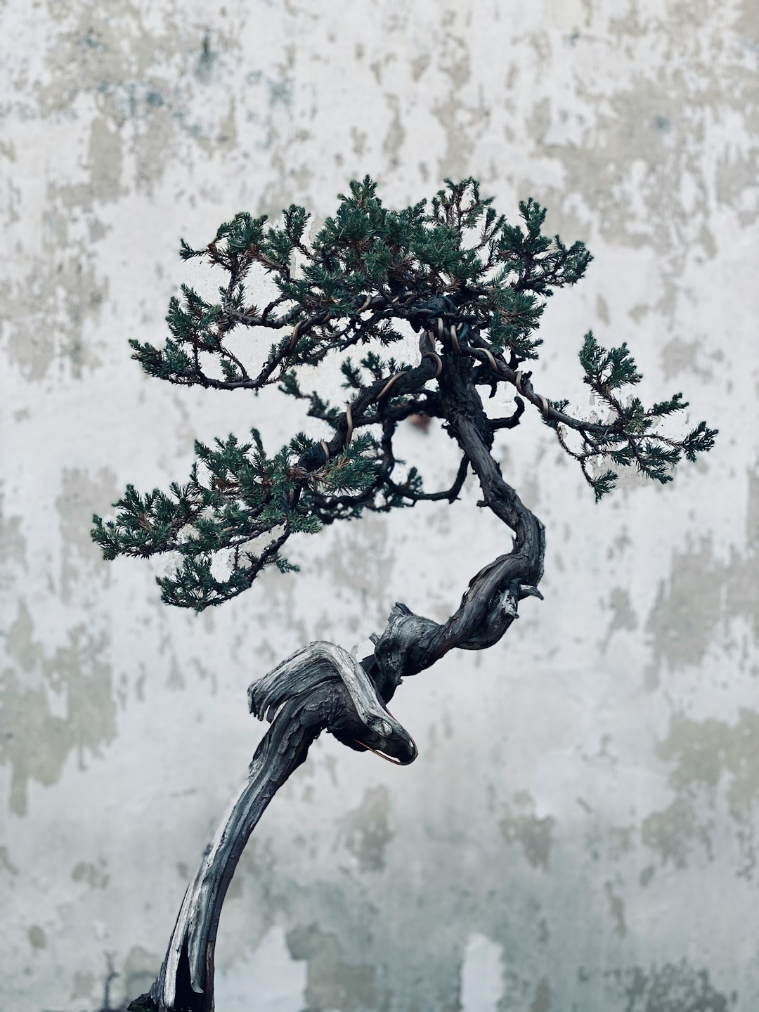 pruning bonsai: memories, modern methods, and neighborhood debates