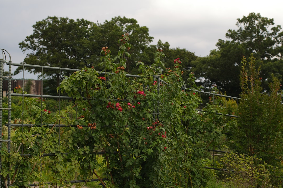 too many tomatoes or just enough? a summer garden debate
