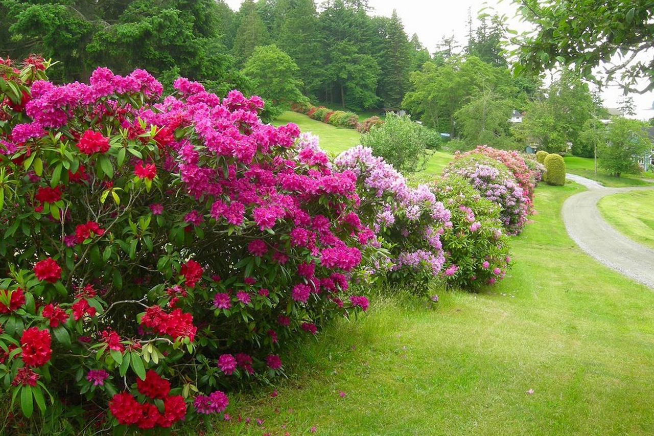 are azaleas still at home in our changing michigan gardens?