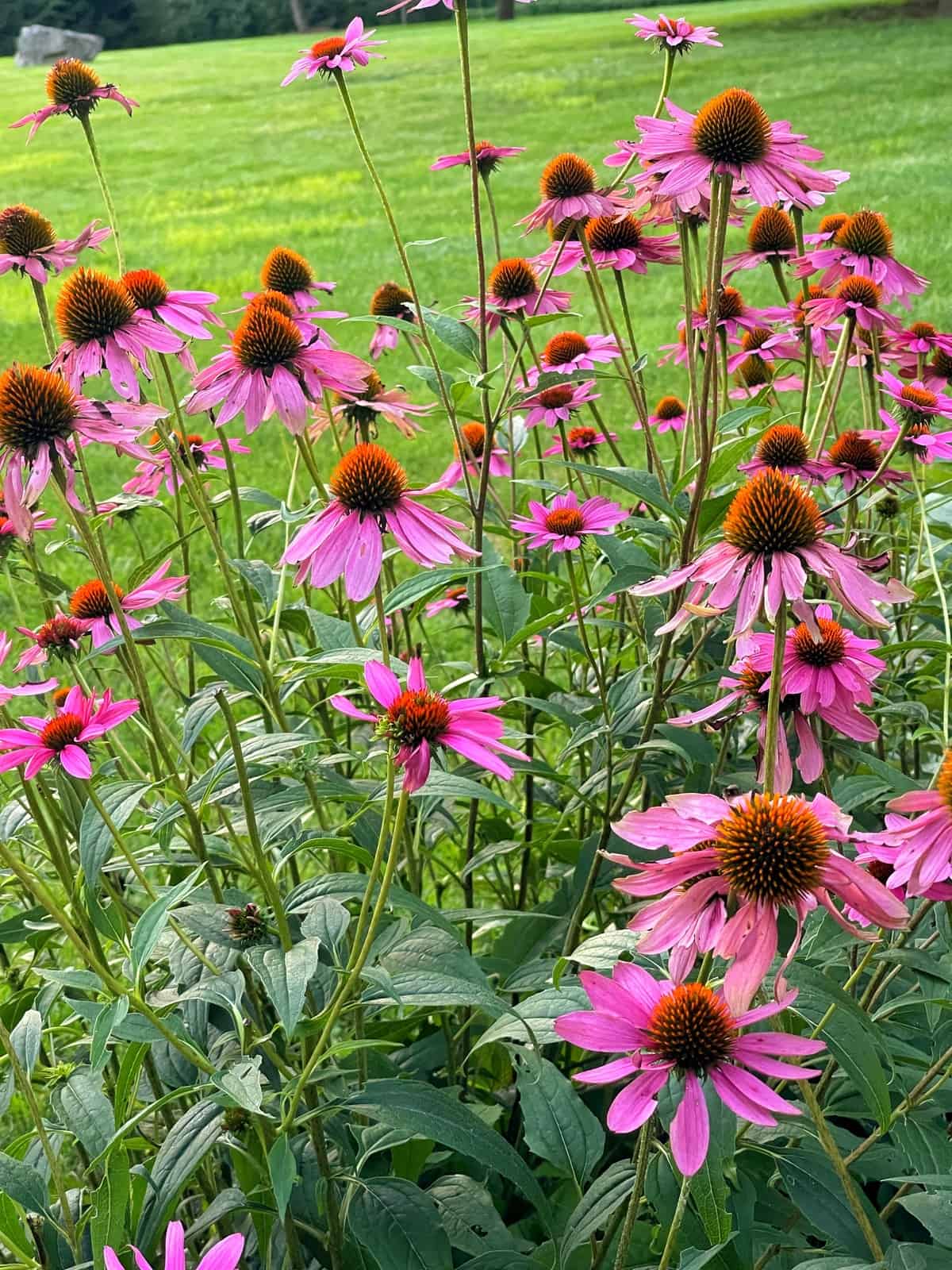 do coneflower colors last through generations?
