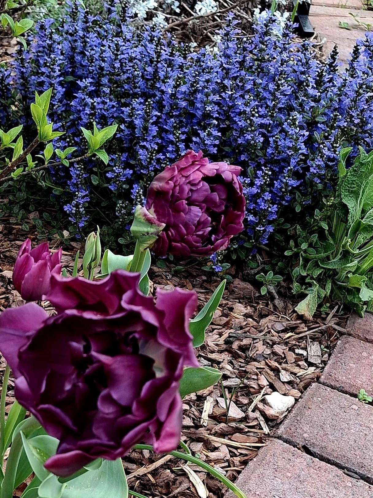 why my purple garden stirs old memories and new debates