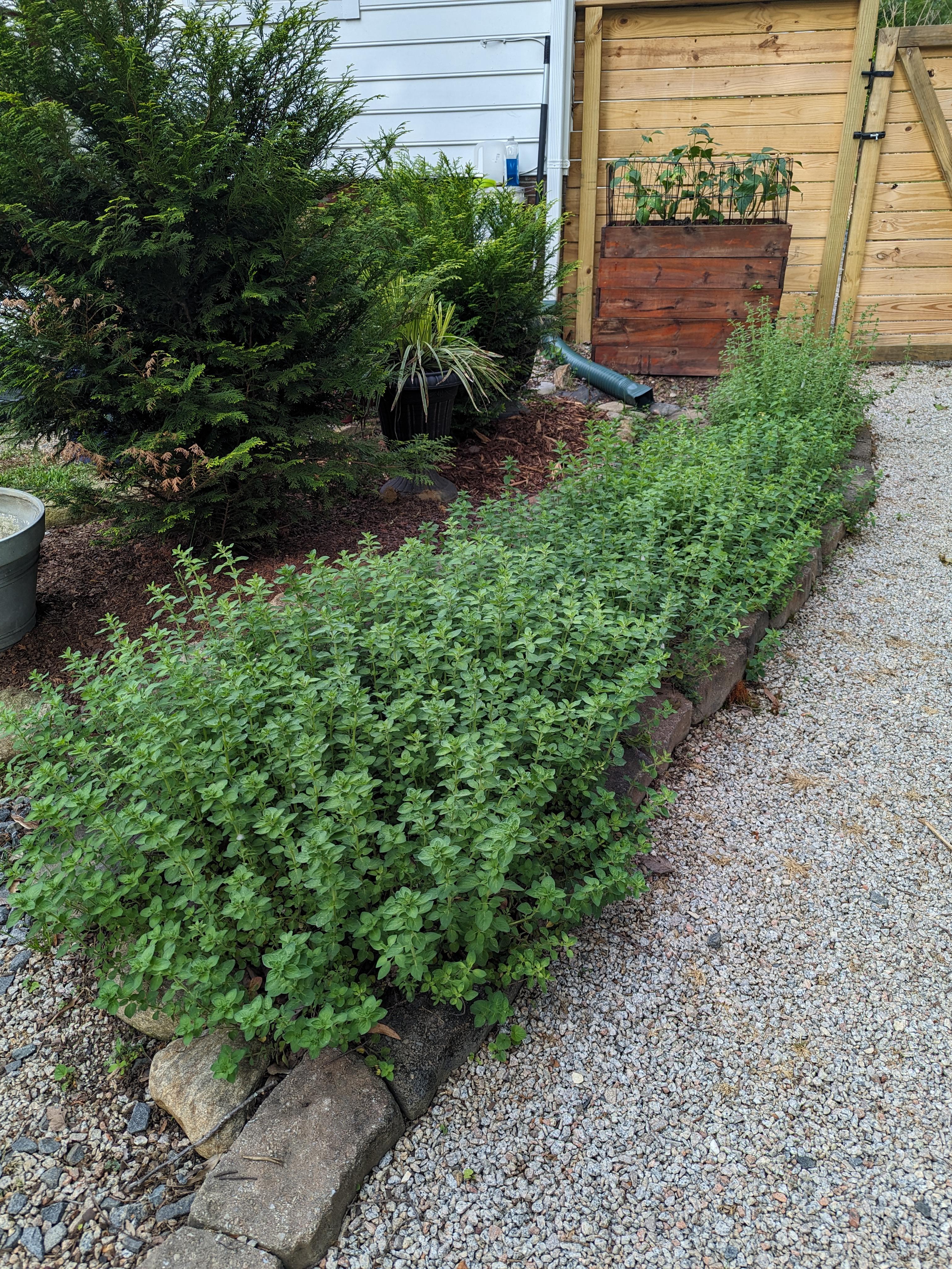 oregano gone wild: old habits meet new garden chaos
