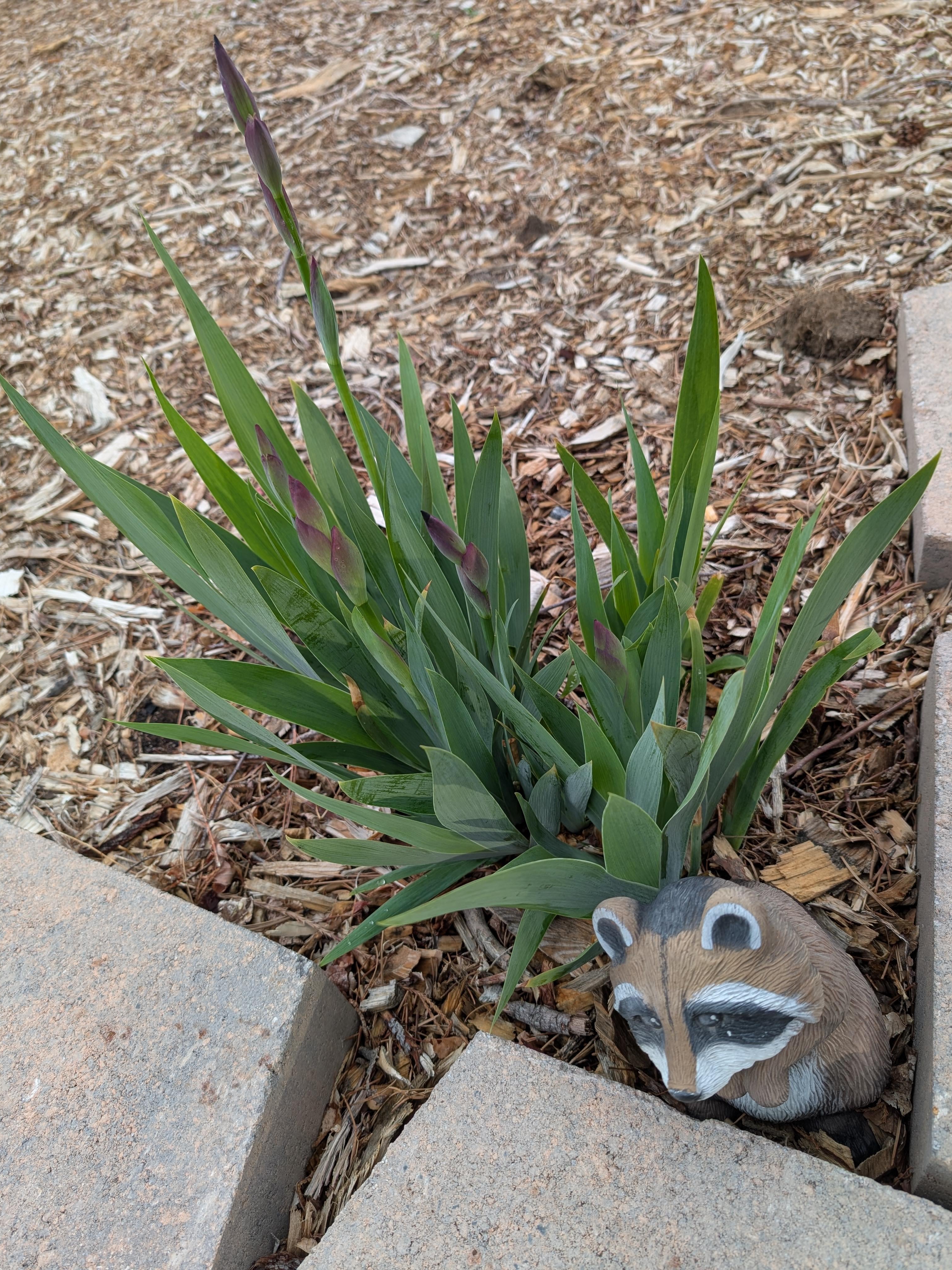 iris in bloom: old wisdom meets new garden trends