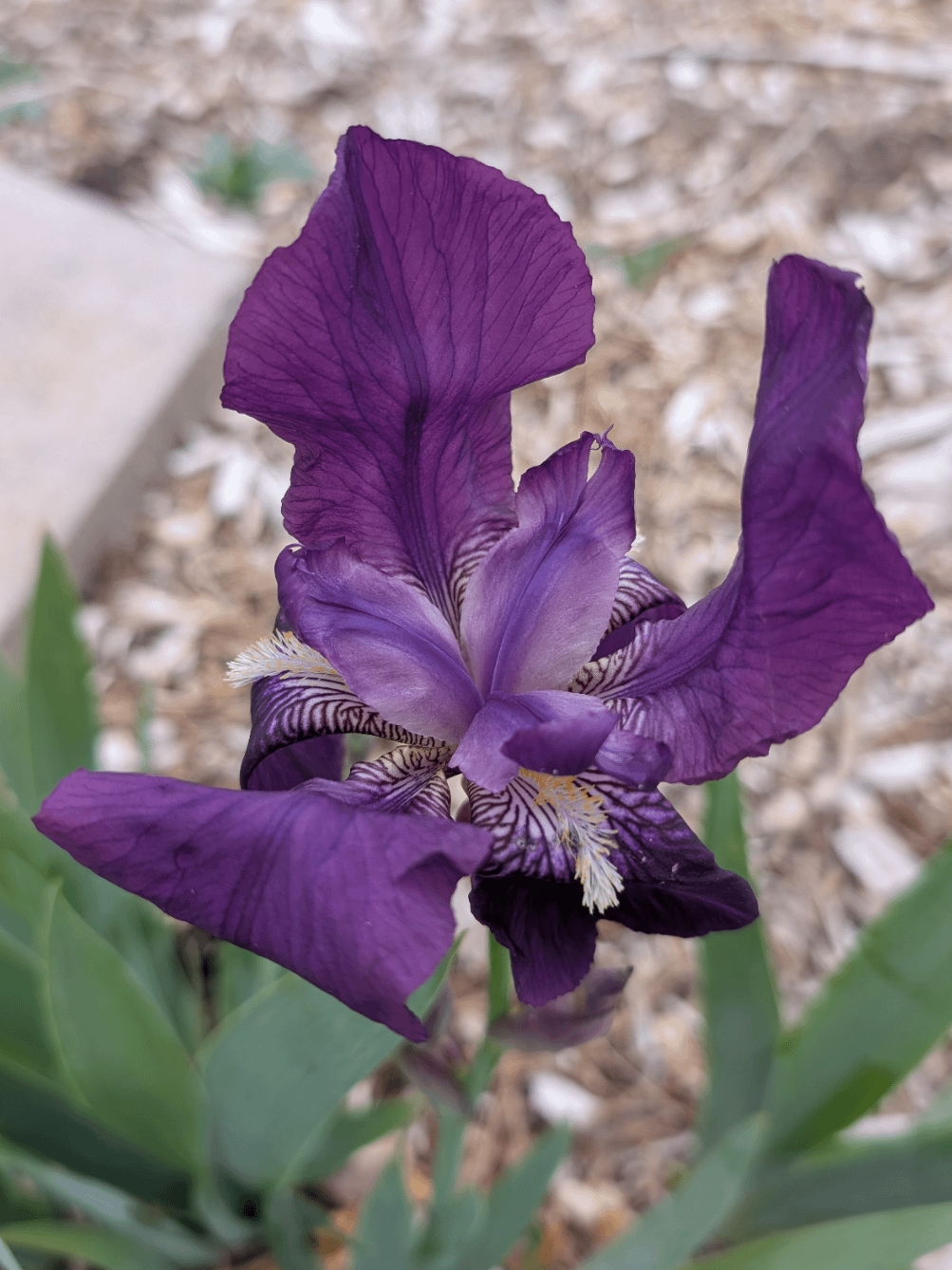 iris in bloom: old wisdom meets new garden trends