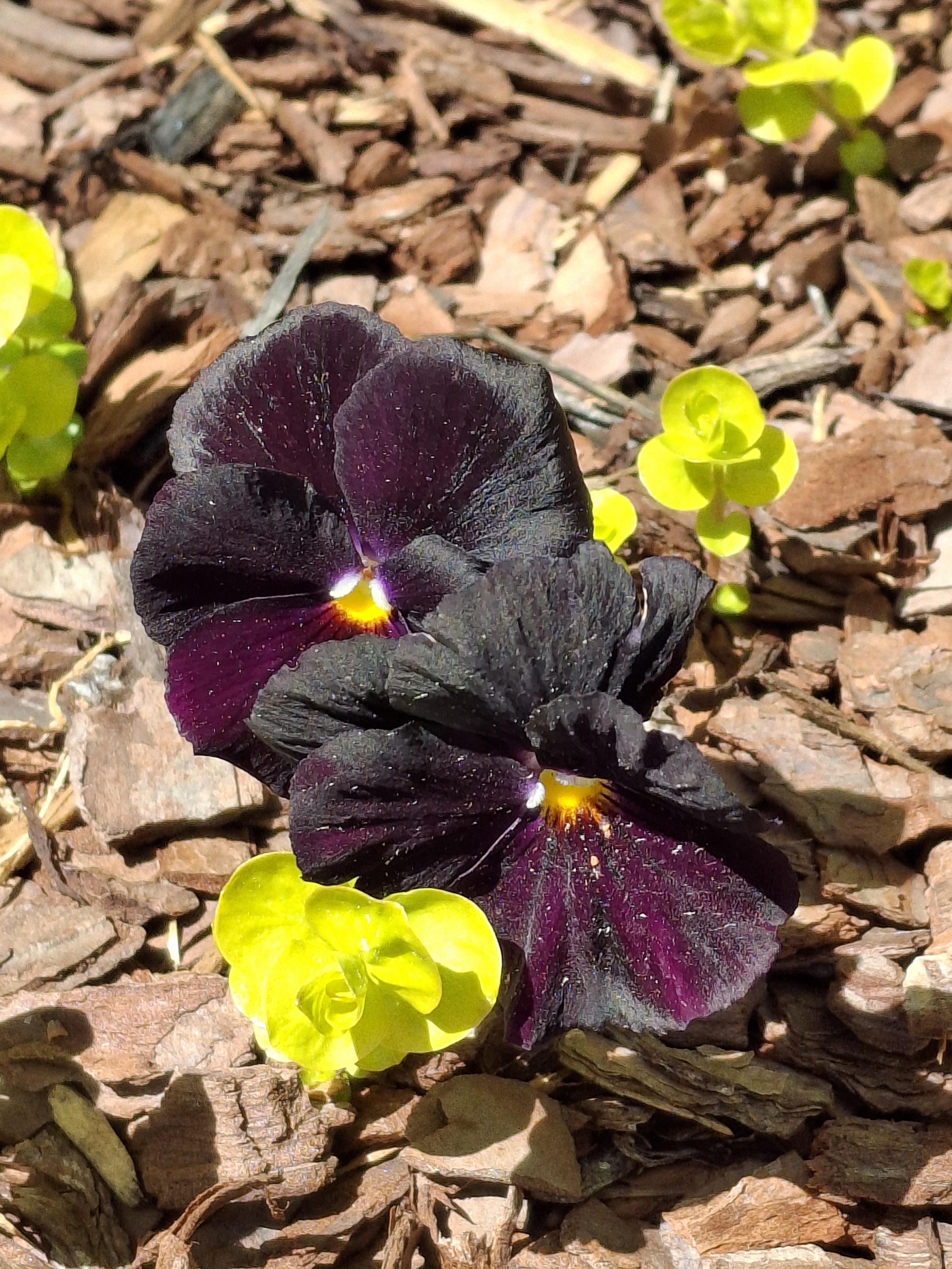why my purple garden stirs old memories and new debates