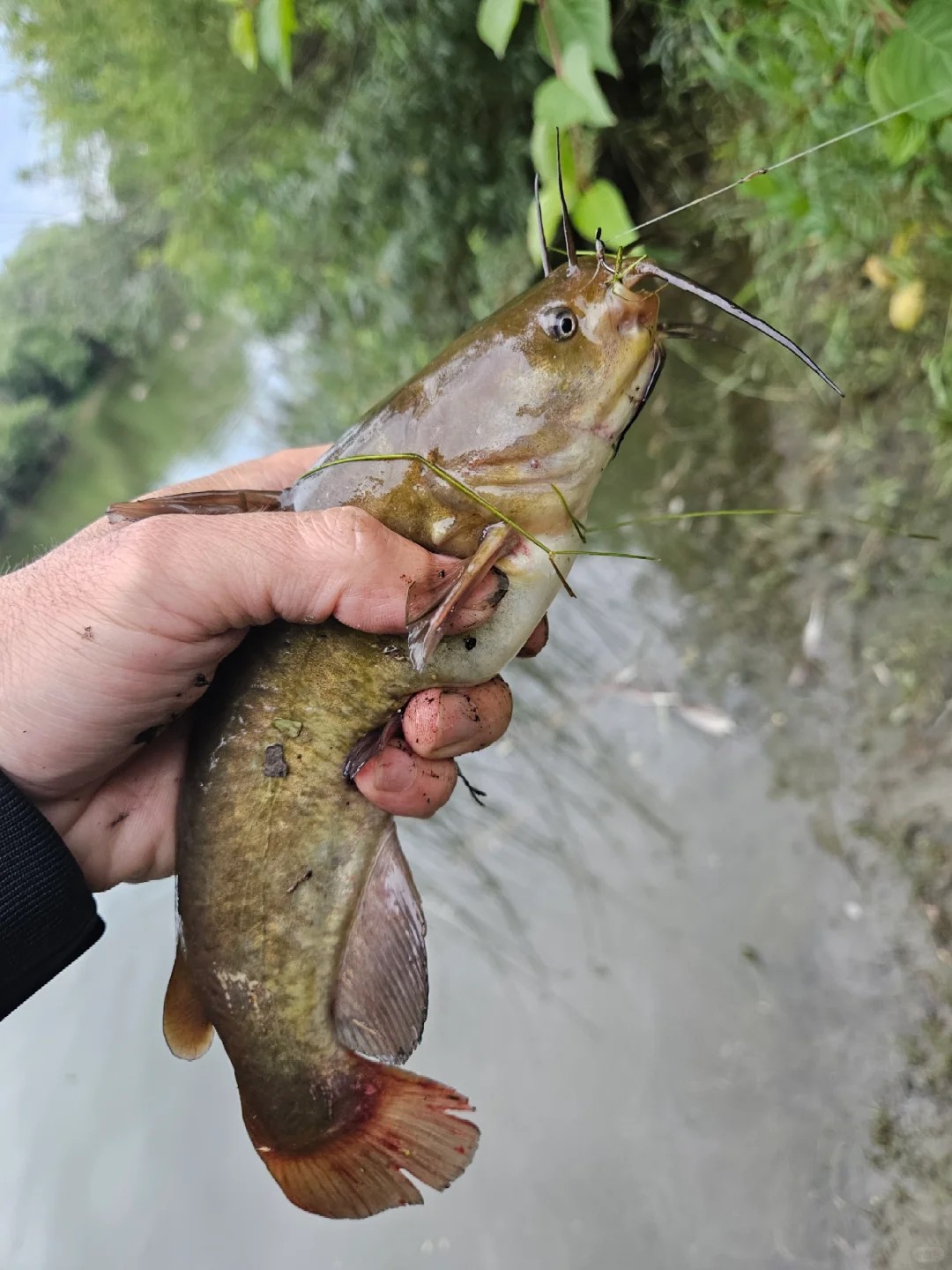 Catfish survived 8 hours on ice - HOW?! 😱