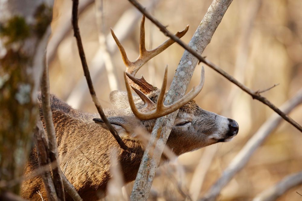 My biggest buck came from this scrape tip 🦌