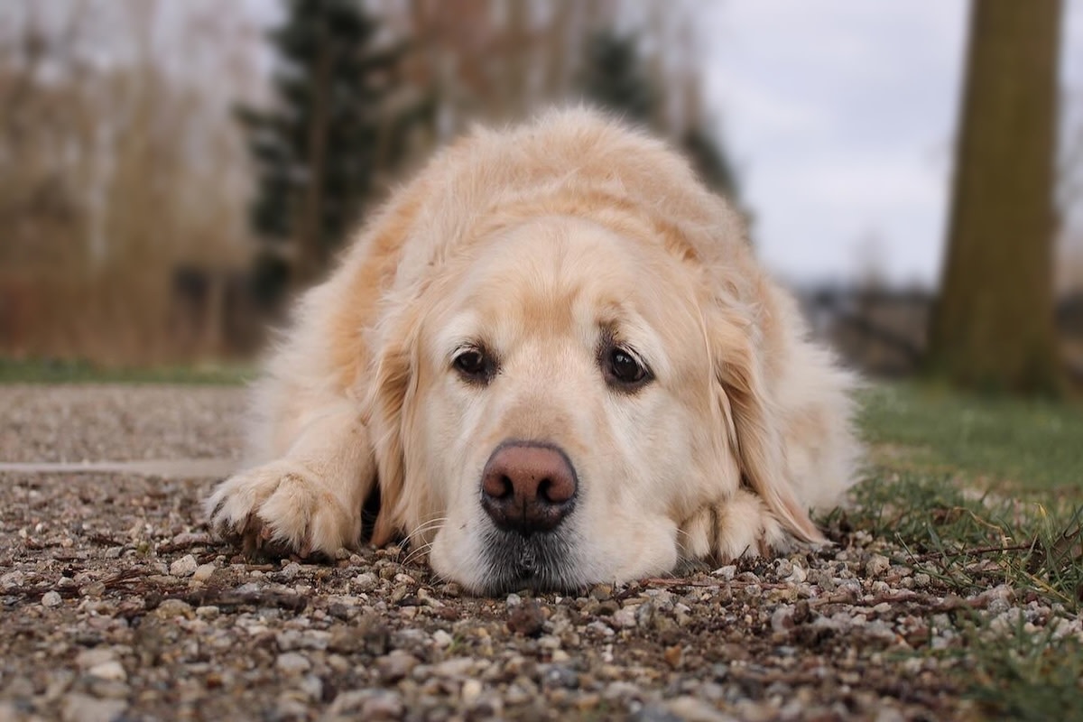 🐾 Day 16 with Grace: she hid, and I felt lost 😞