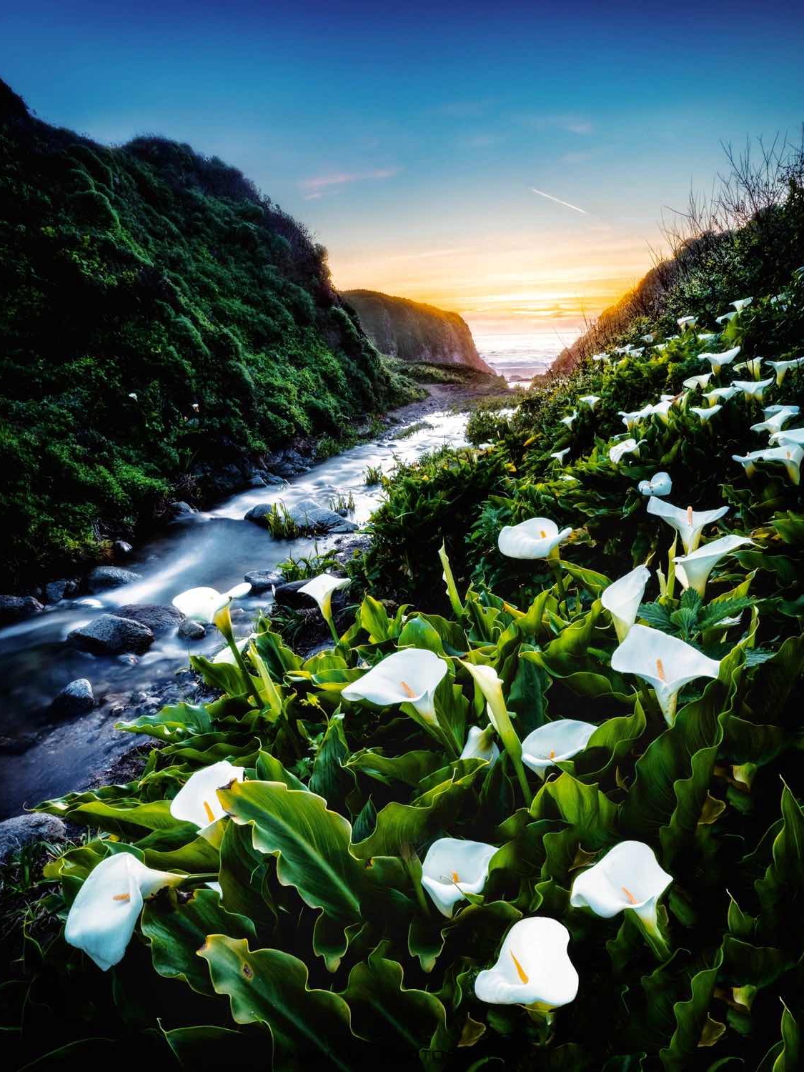 Bay Area | My Annual Flower Viewing Spots