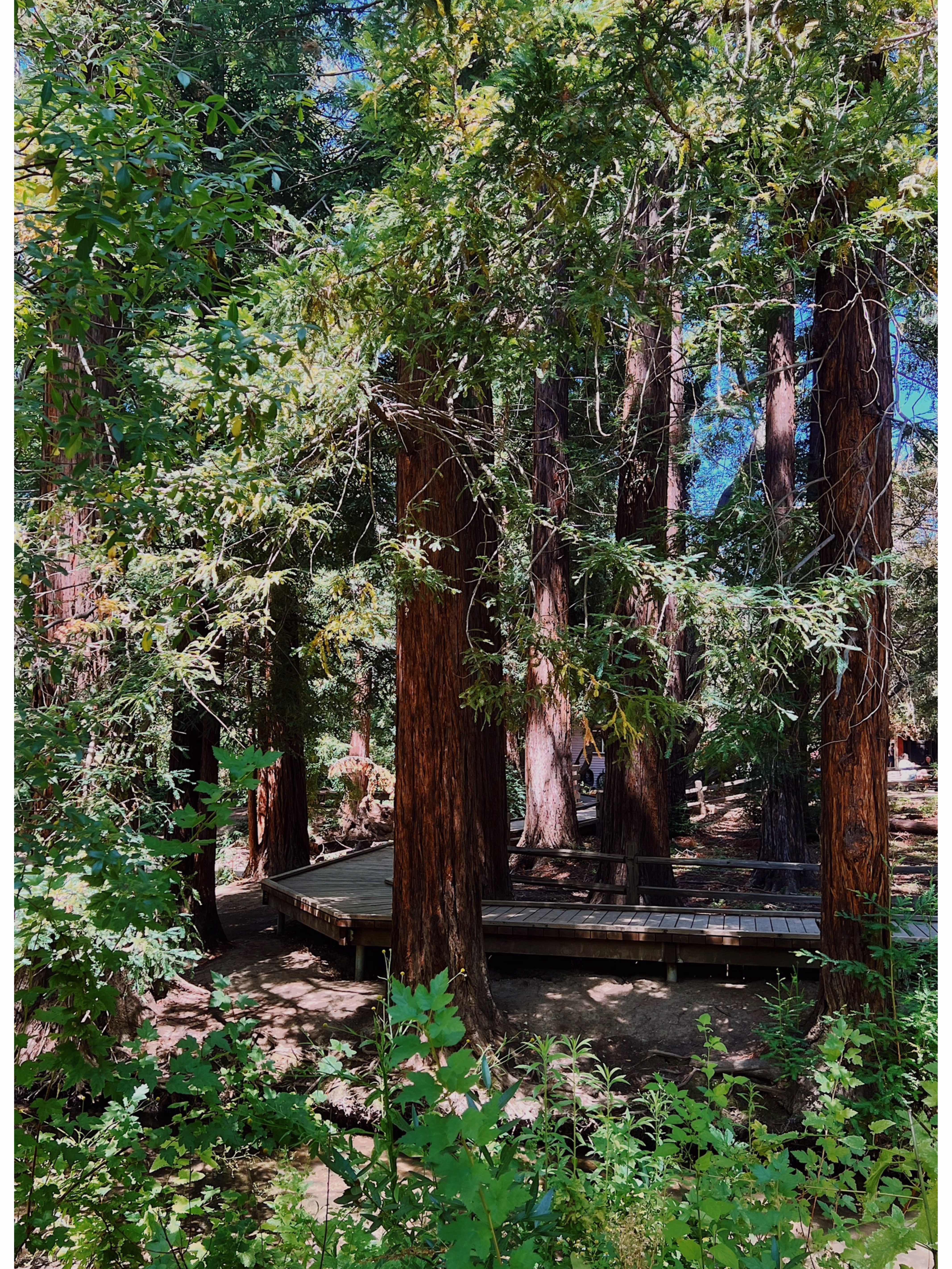 Stumbled Upon a Cat Taking a Stroll in the Redwood Forest Trails, Bay Area