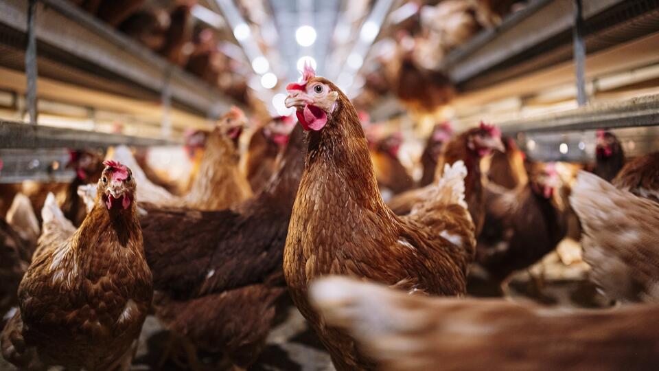 Bird Flu Drama: Why Letting It Rip Is Risky