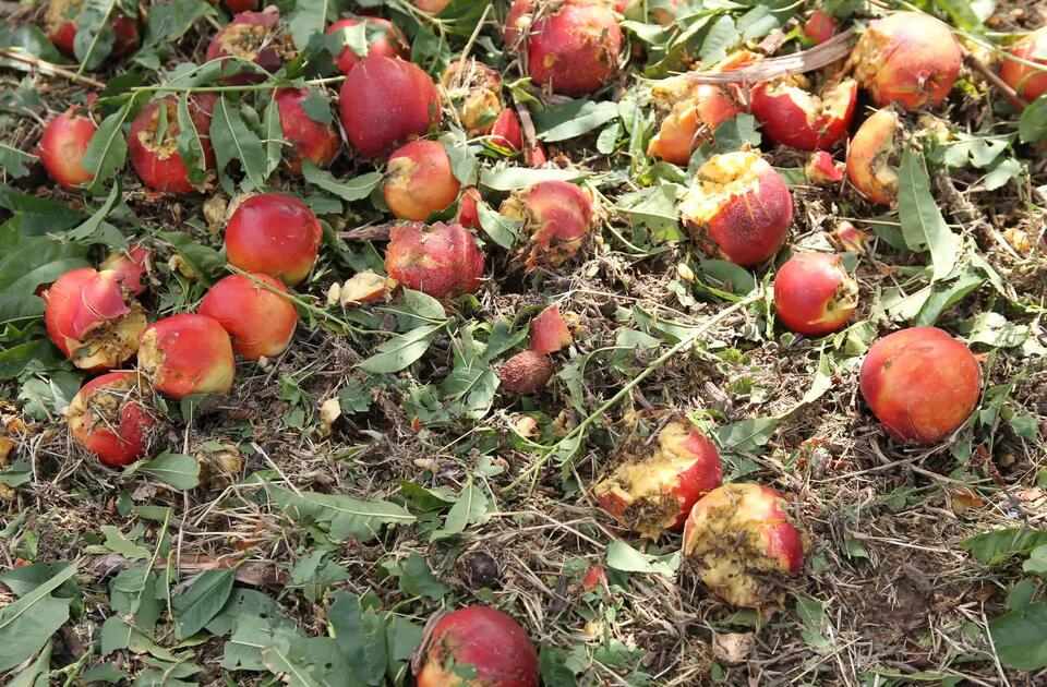 Hailstorm Wipes Out 30,000 Fruit Trees?!