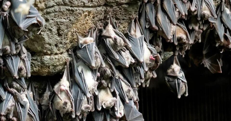 Nipah Virus: Should We Be Worried?
