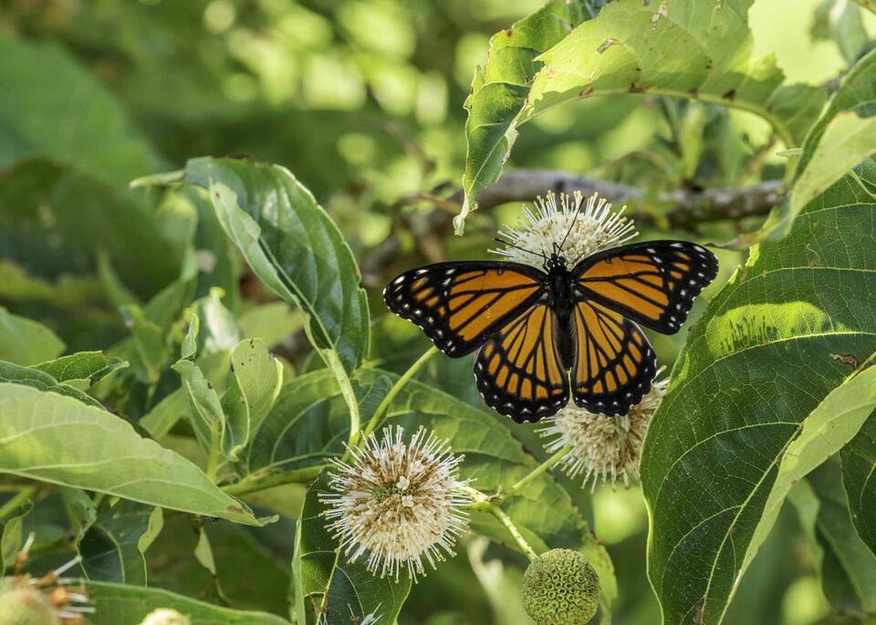 The Shrub Butterflies Can’t Resist