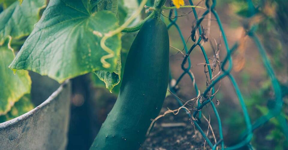 Baking Soda: The Garden Hack You Need