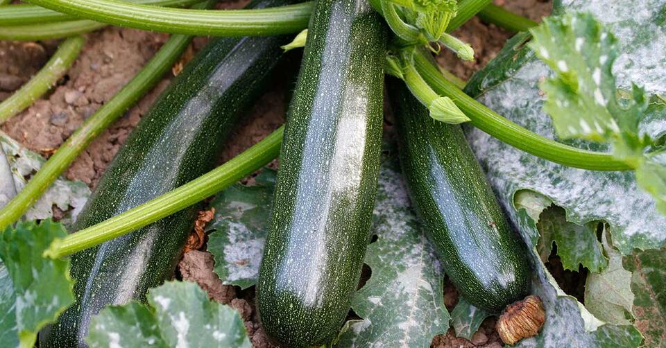 Baking Soda: The Garden Hack You Need