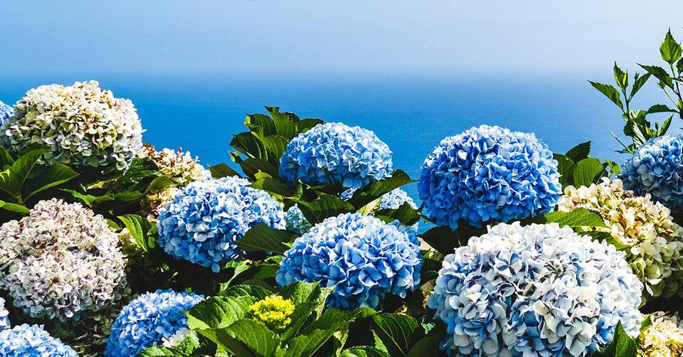 Baking Soda: The Garden Hack You Need