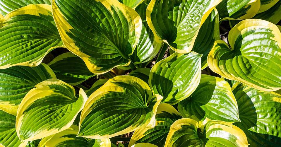 Baking Soda: The Garden Hack You Need