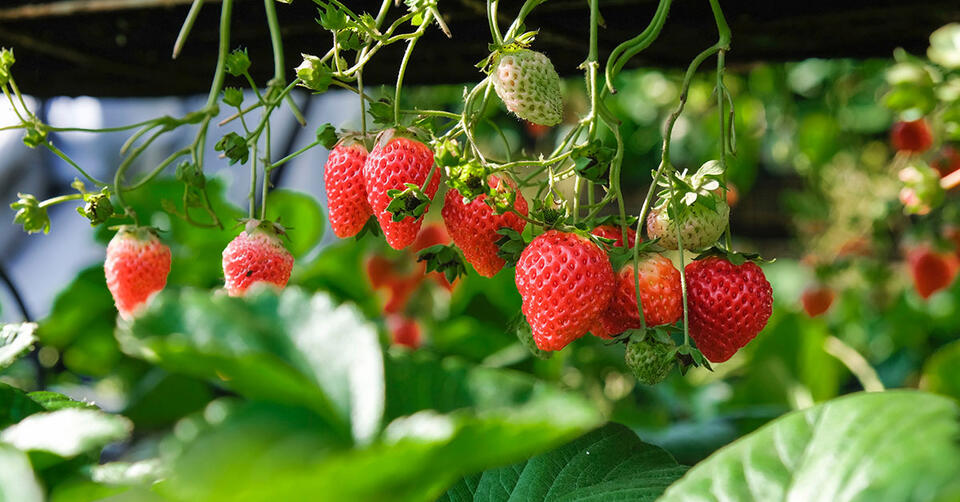 Baking Soda: The Garden Hack You Need