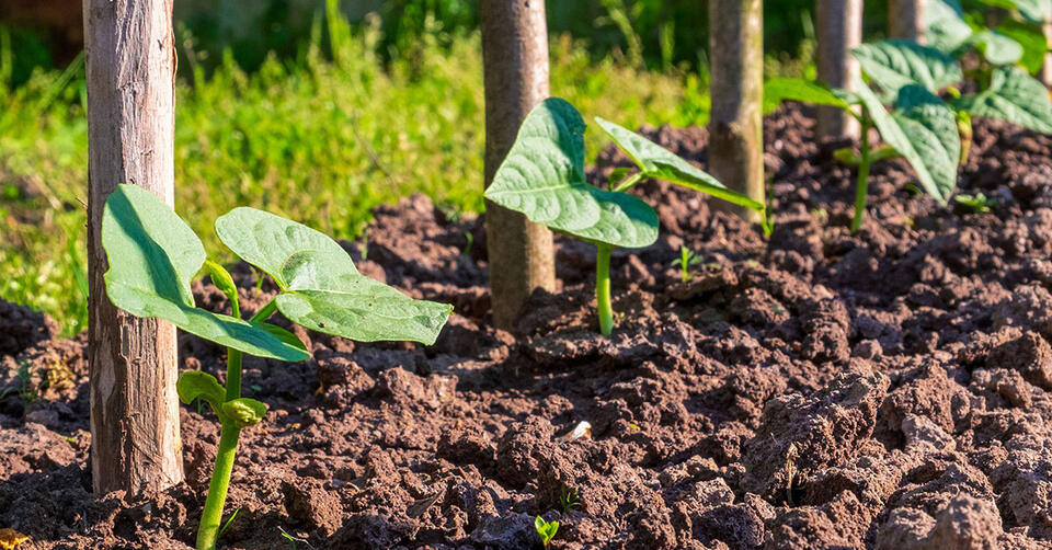 Baking Soda: The Garden Hack You Need