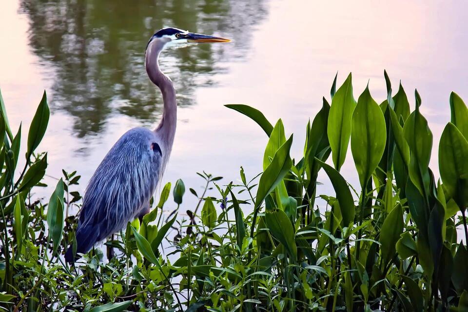 Wildlife Rescue Drama: Heron vs. Fishing Line