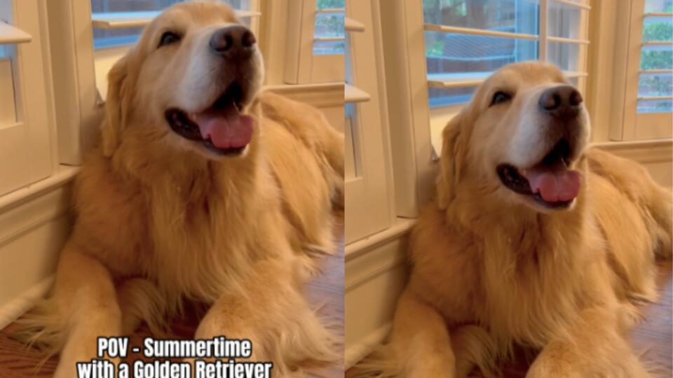 Golden Retrievers vs. Summer Heat