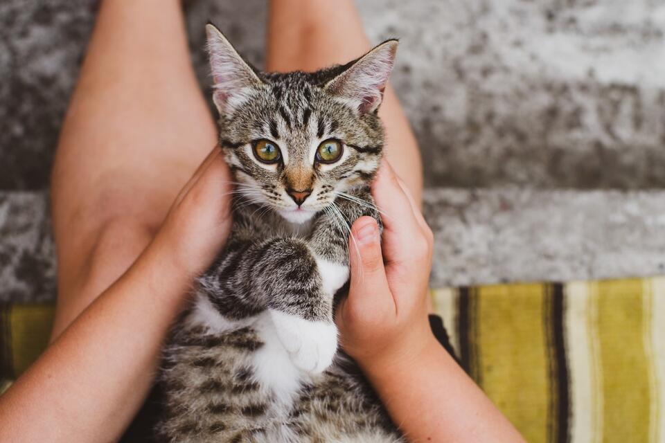 Kitten Goes Viral for Cheerleading Skills