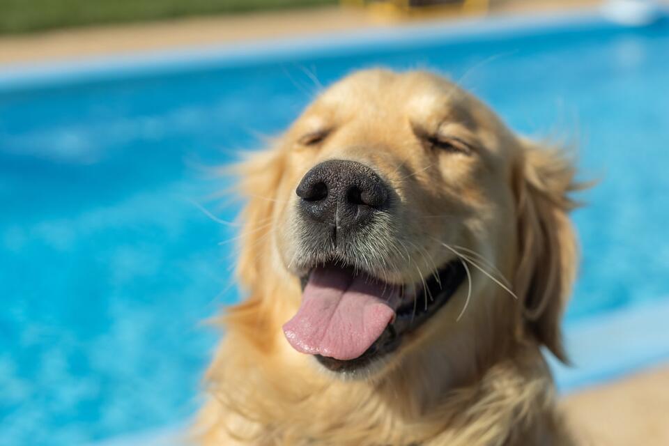 Golden Retrievers Lose It Over Pool Day