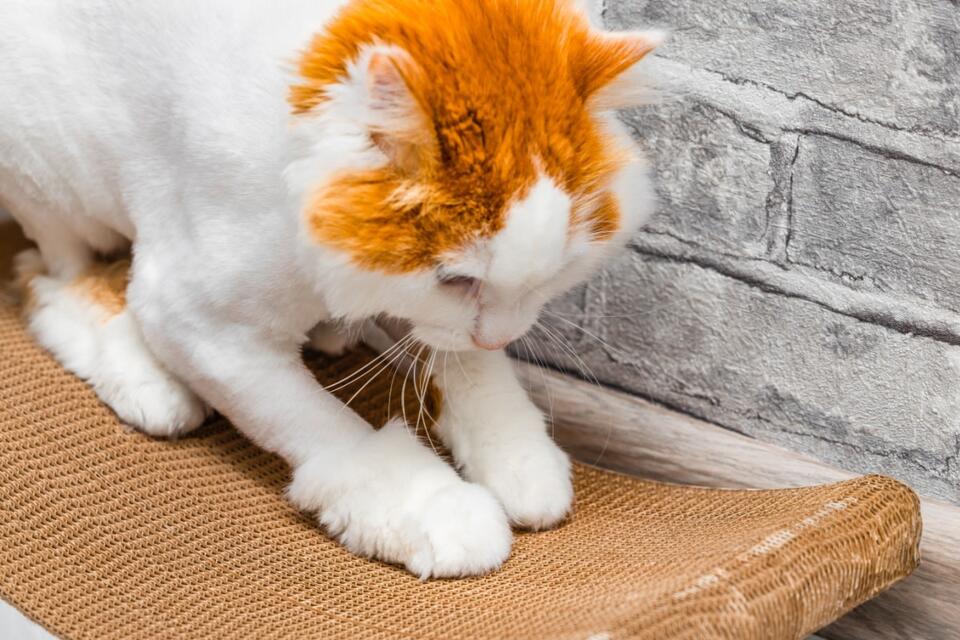 Blind Kitten’s Marshmallow Mittens 😻