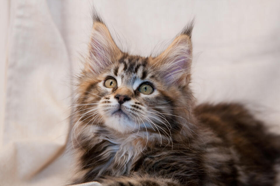 Kitten’s Giant Paws Make a Splash!
