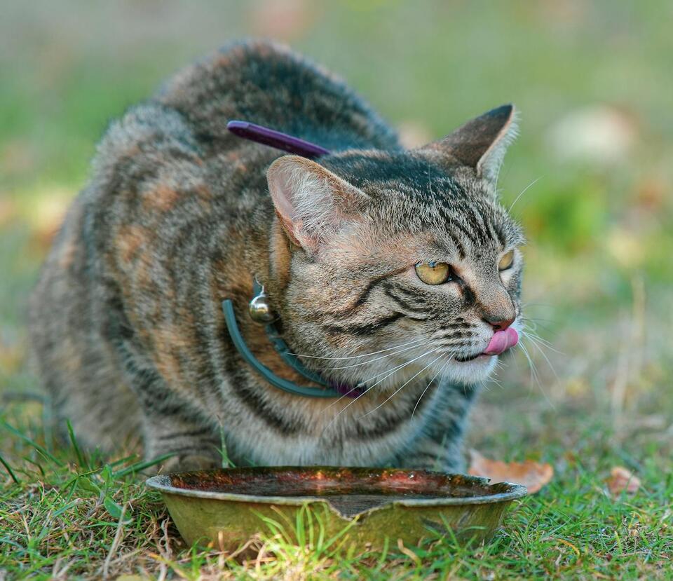 Cat Rudeness = Secret Love Notes?