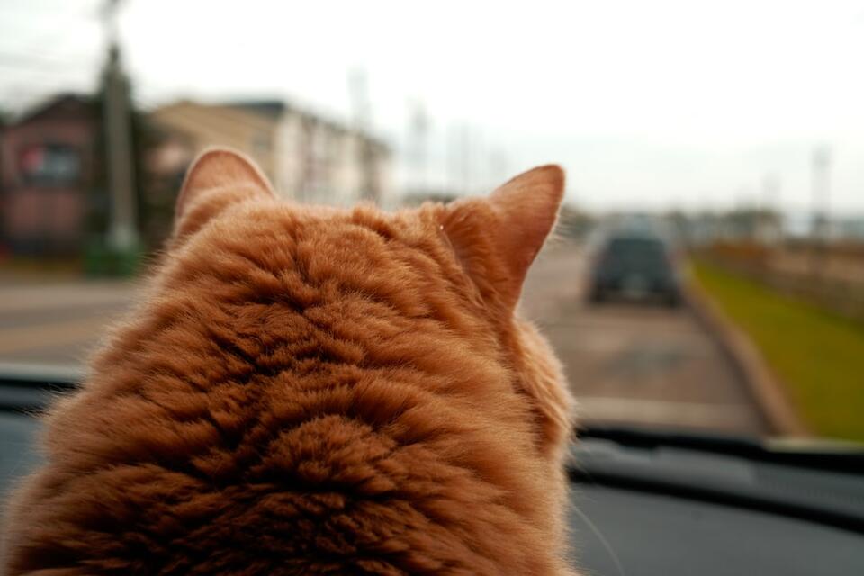 Cat Rudeness = Secret Love Notes?