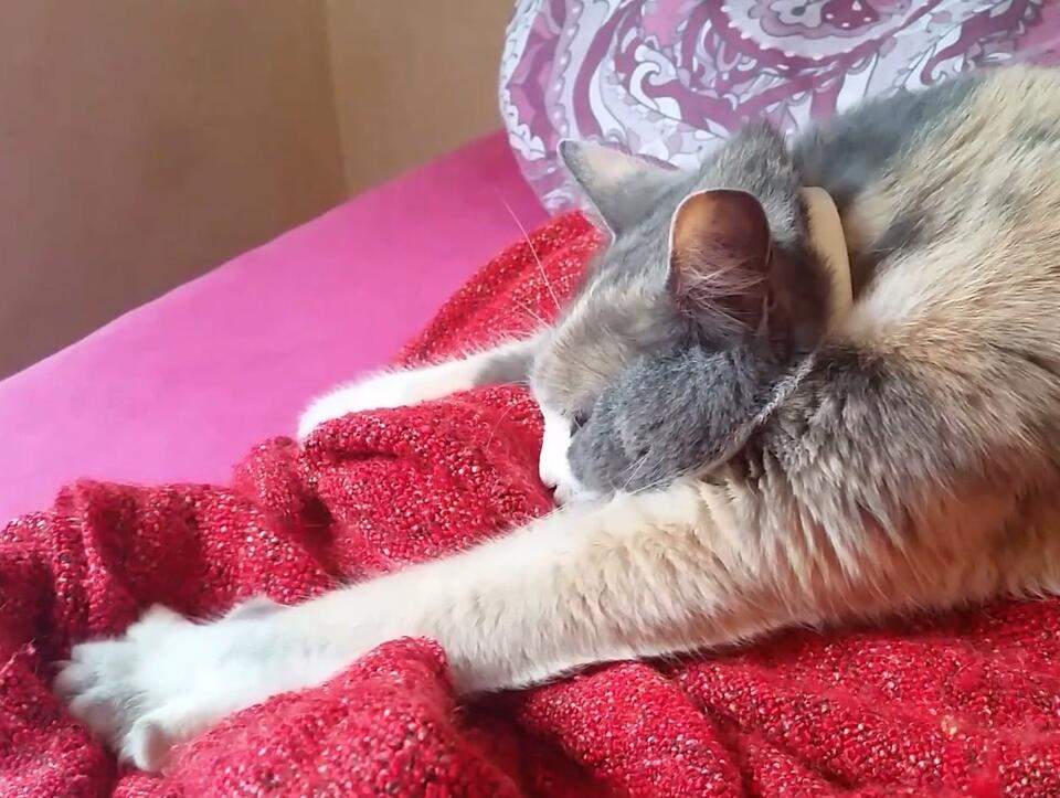 Cat Rudeness = Secret Love Notes?