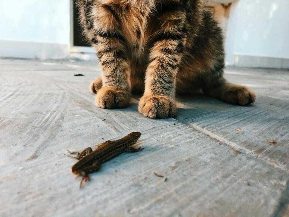 Cat Rudeness = Secret Love Notes?