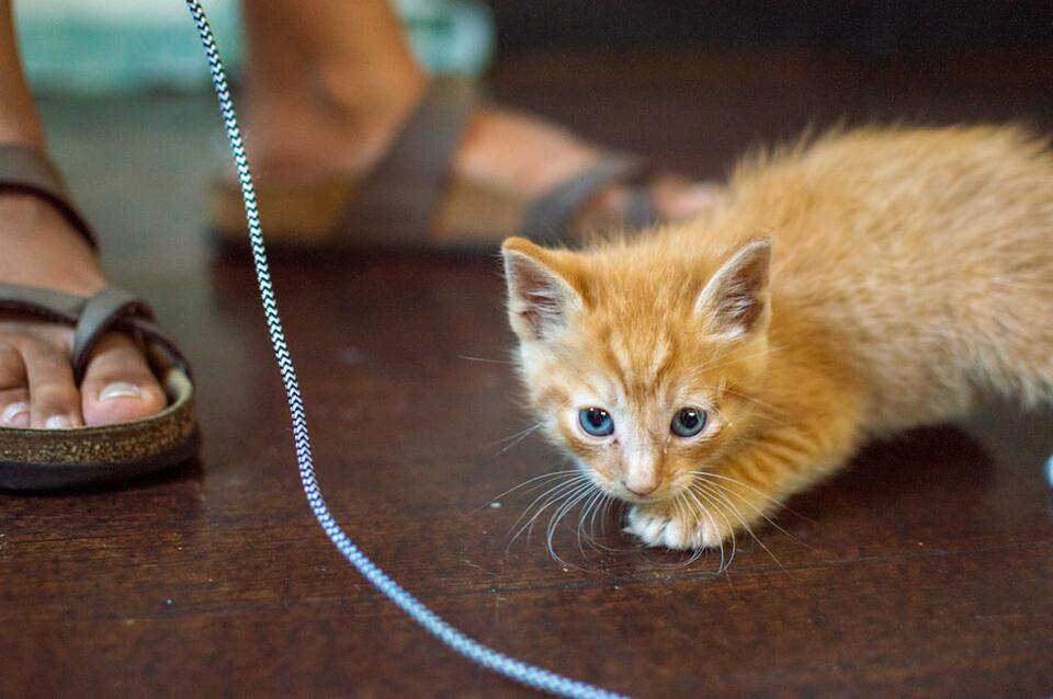 Cat Rudeness = Secret Love Notes?
