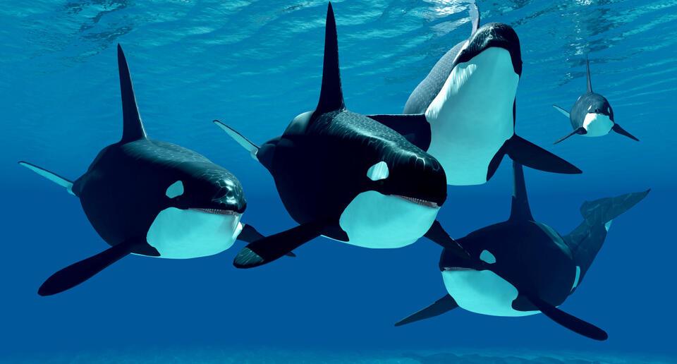 Orcas Caught Kissing Underwater?!